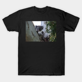 Koala - Magpie Springs - Fleurieu Peninsula - Australia T-Shirt